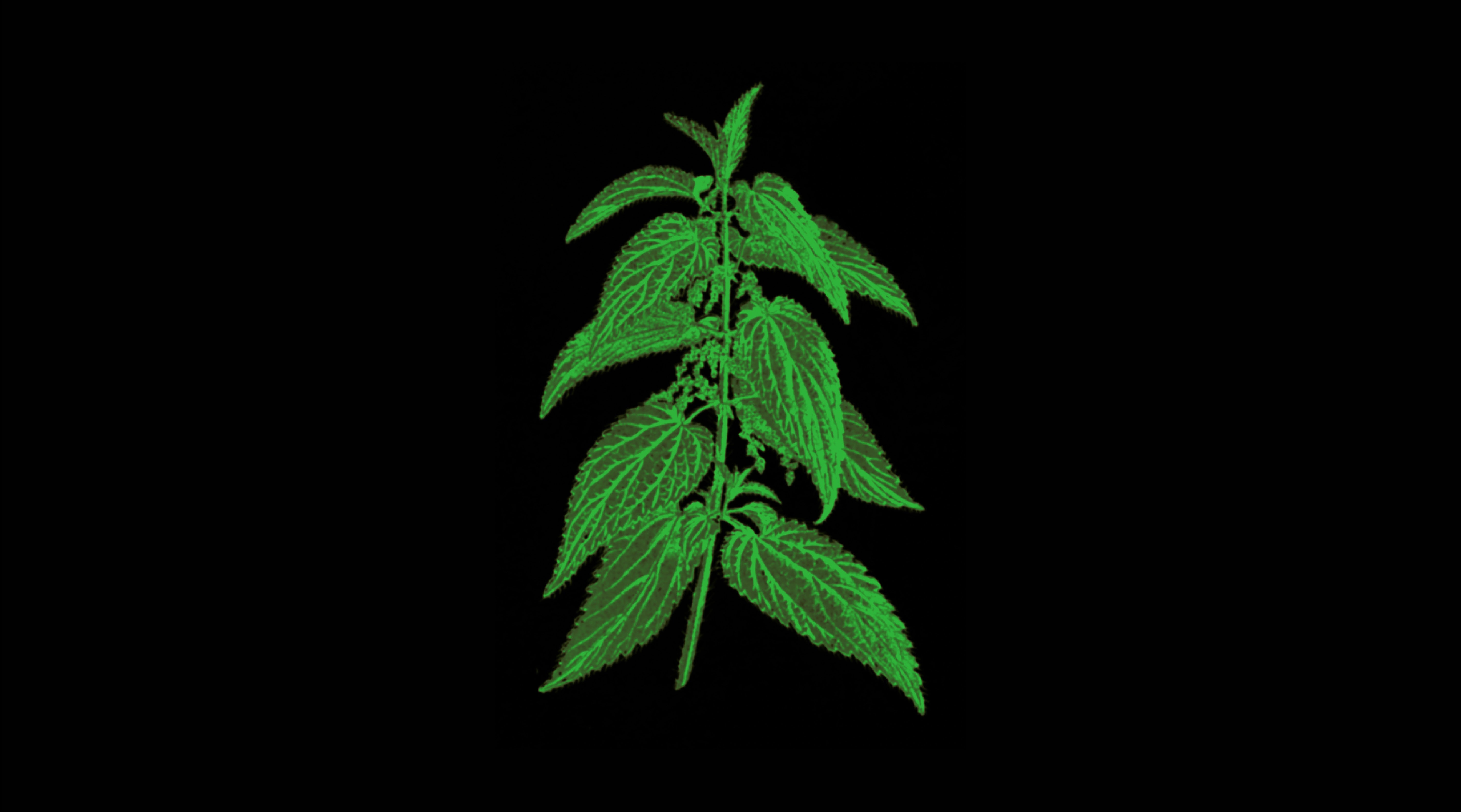 Breath & Herbalism – Plant 01: Nettle